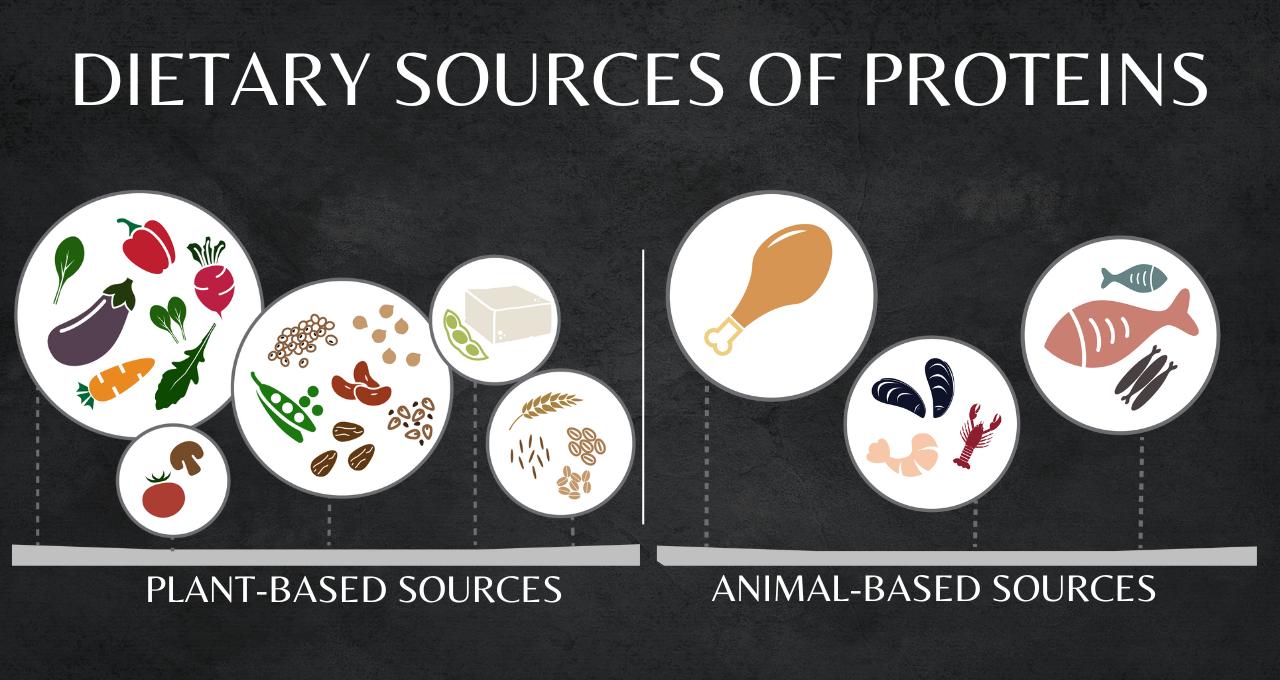 Dietary Sources of Proteins